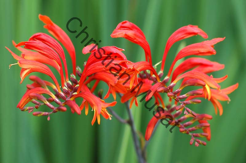 montbretia 007