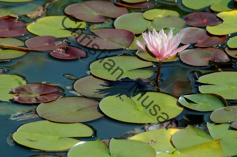 nénuphar 002