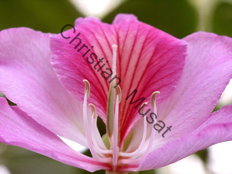 orchidee 001