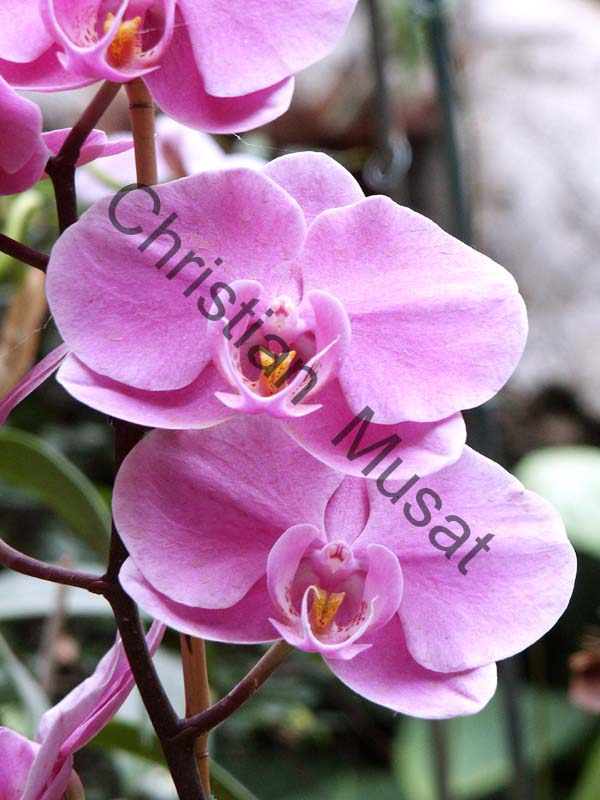 orchidee 003