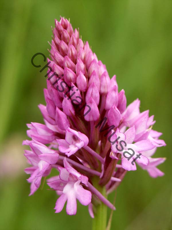 orchis 001