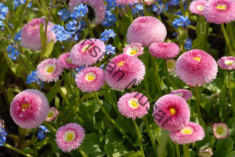 paquerette pompenette 002