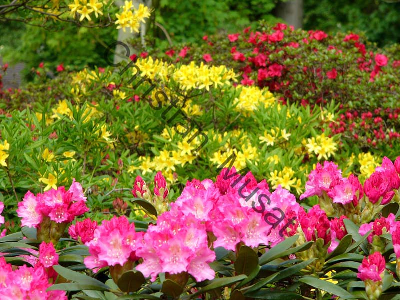 rhododendron 002