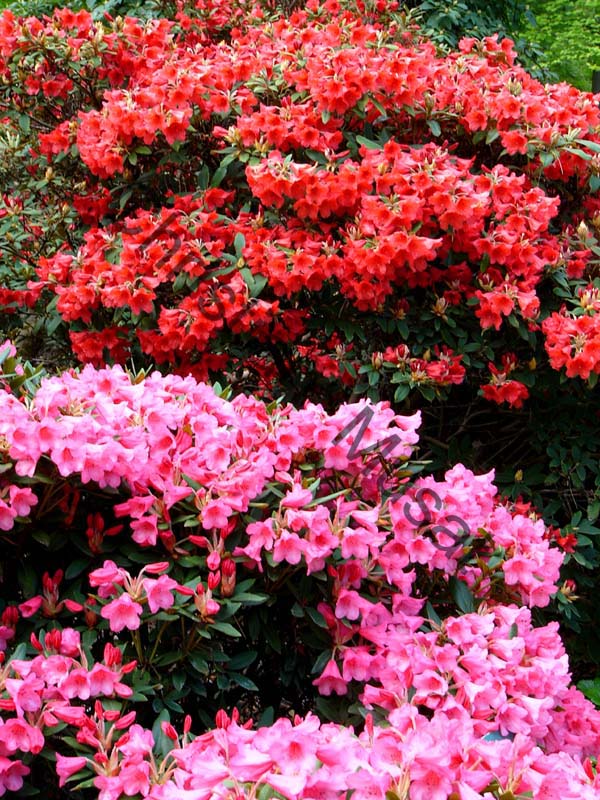 rhododendron 003