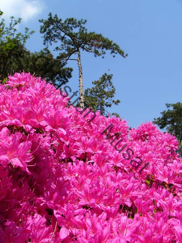 rhododendron 005