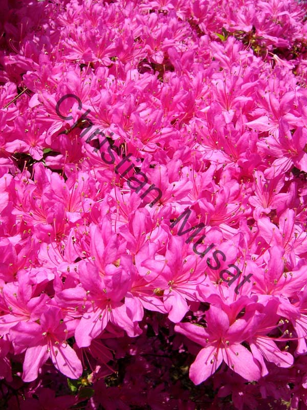 rhododendron 006