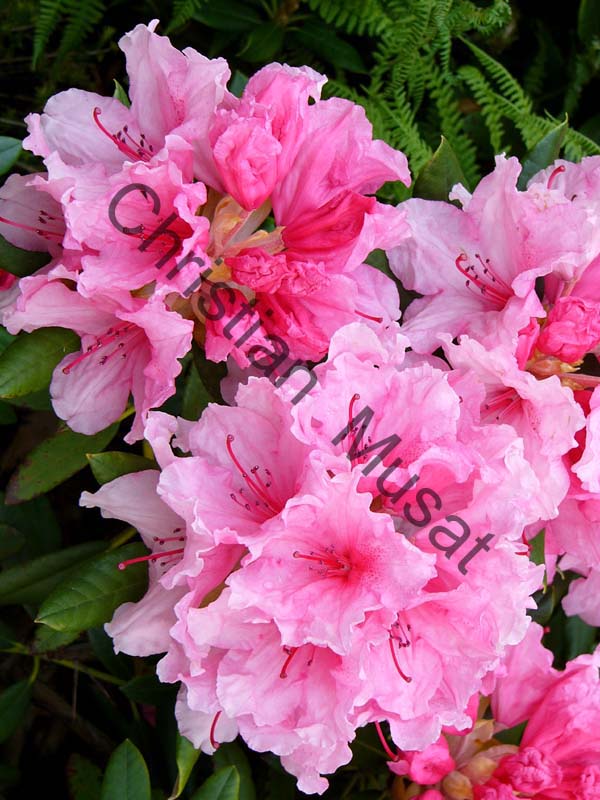rhododendron 007