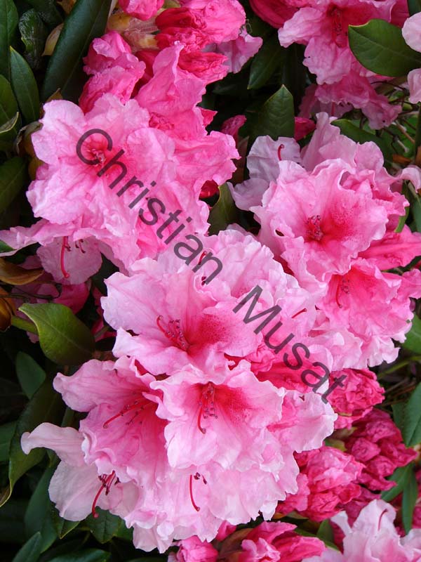 rhododendron 008