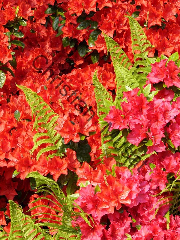 rhododendron 011
