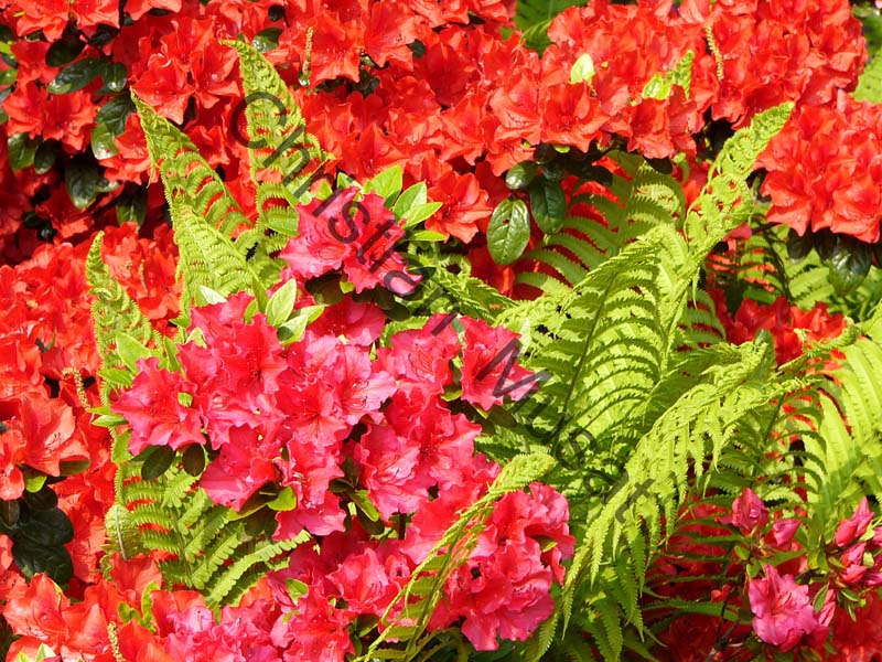 rhododendron 012