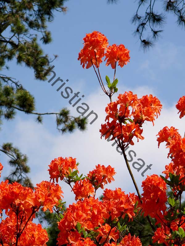 rhododendron 016