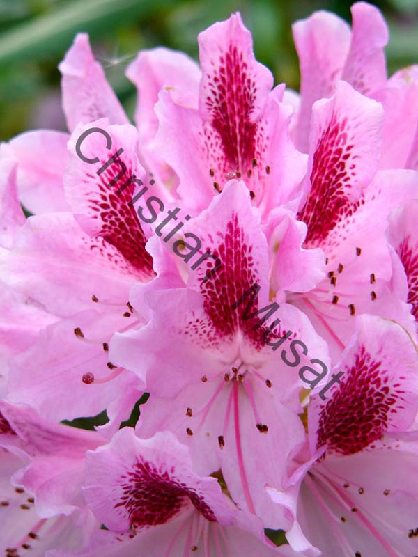 rhododendron 018