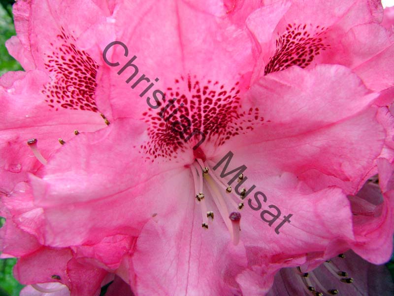 rhododendron 022