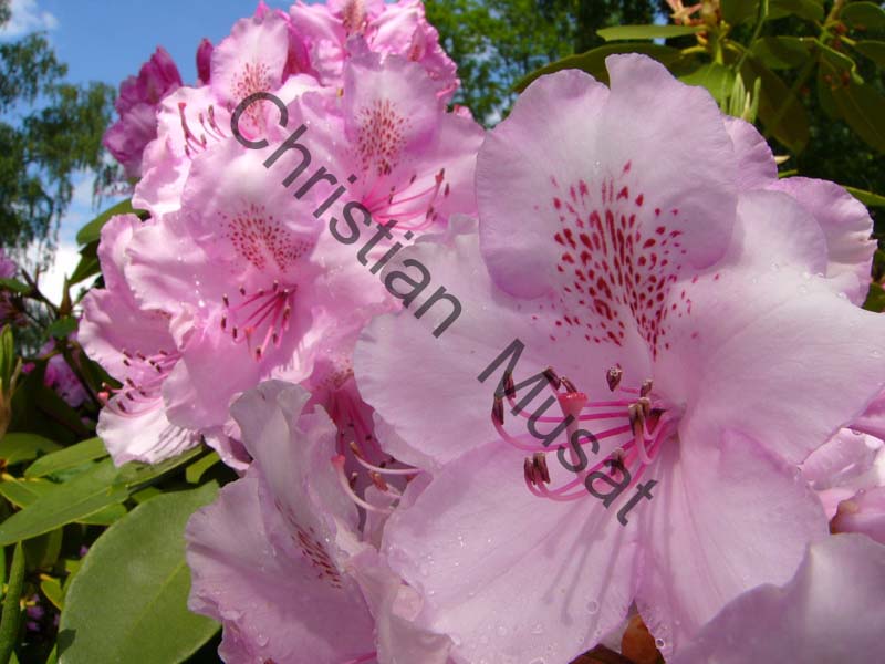 rhododendron 025