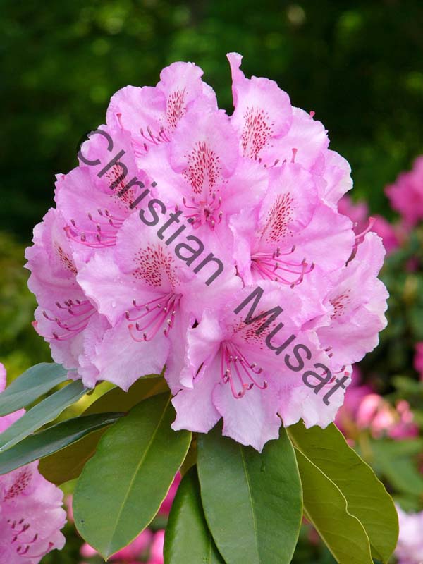 rhododendron 026