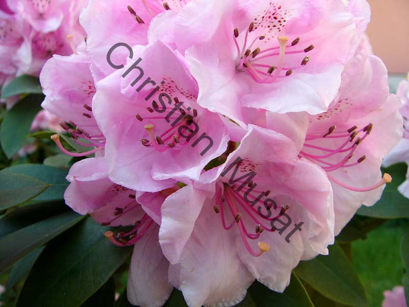 rhododendron 027