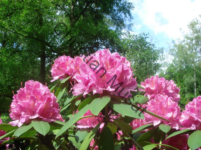 rhododendron 033