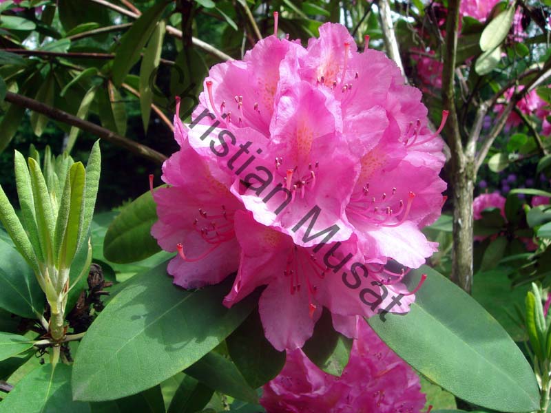 rhododendron 034