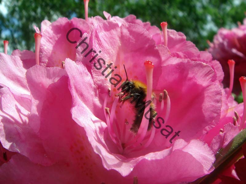 rhododendron 035