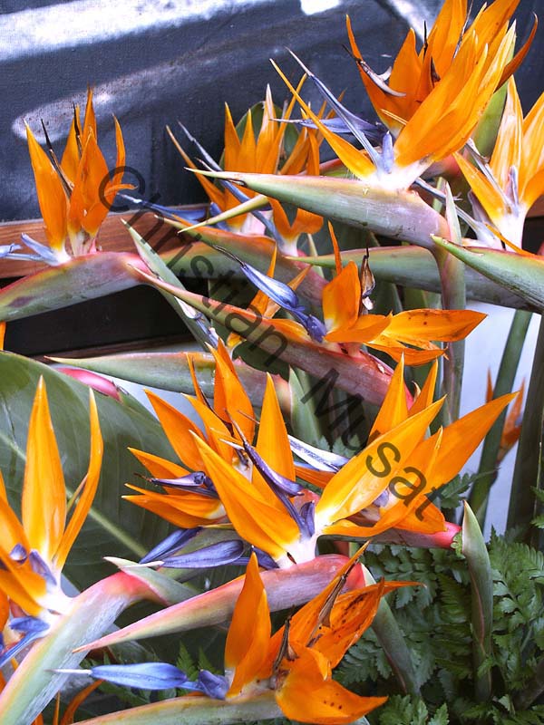 strelitzia 002