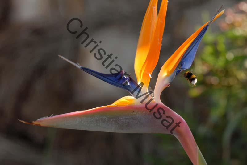 strelitzia 004