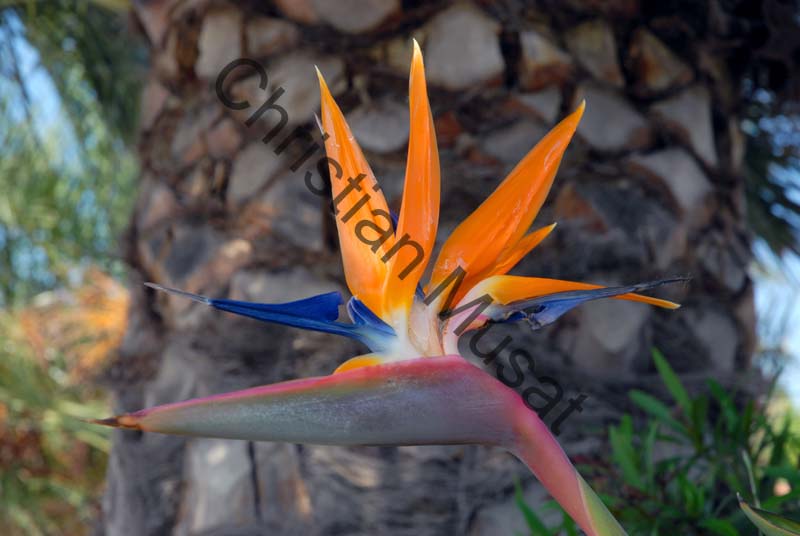 strelitzia 006
