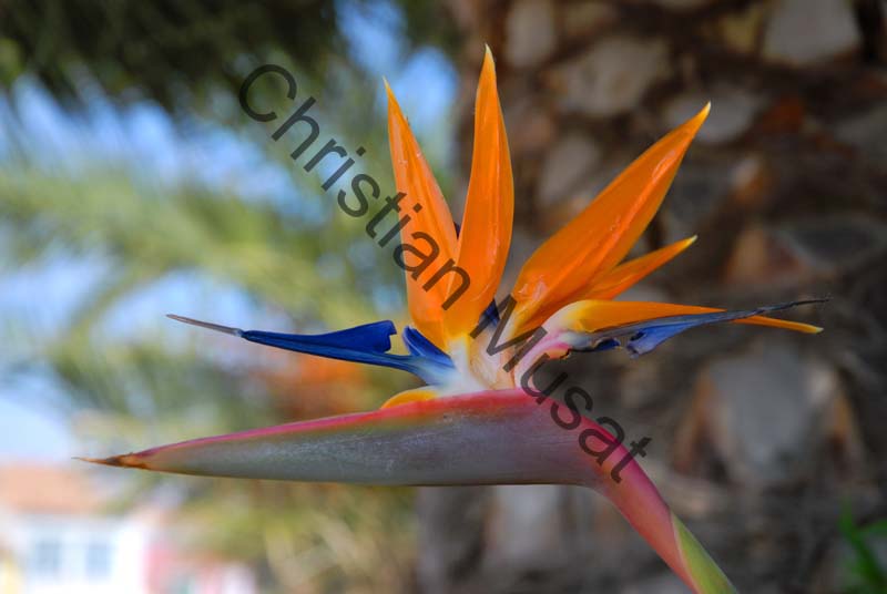 strelitzia 007