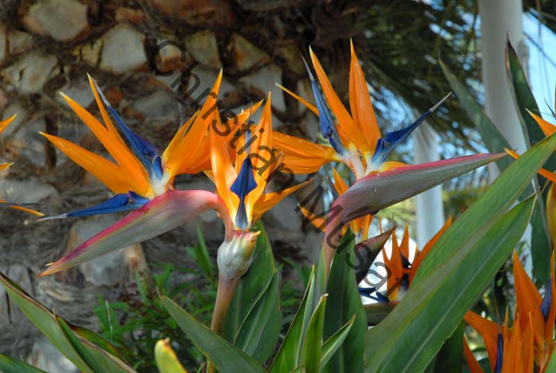 strelitzia 008