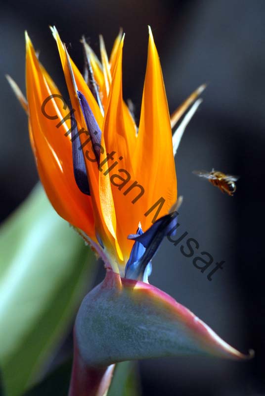strelitzia 009
