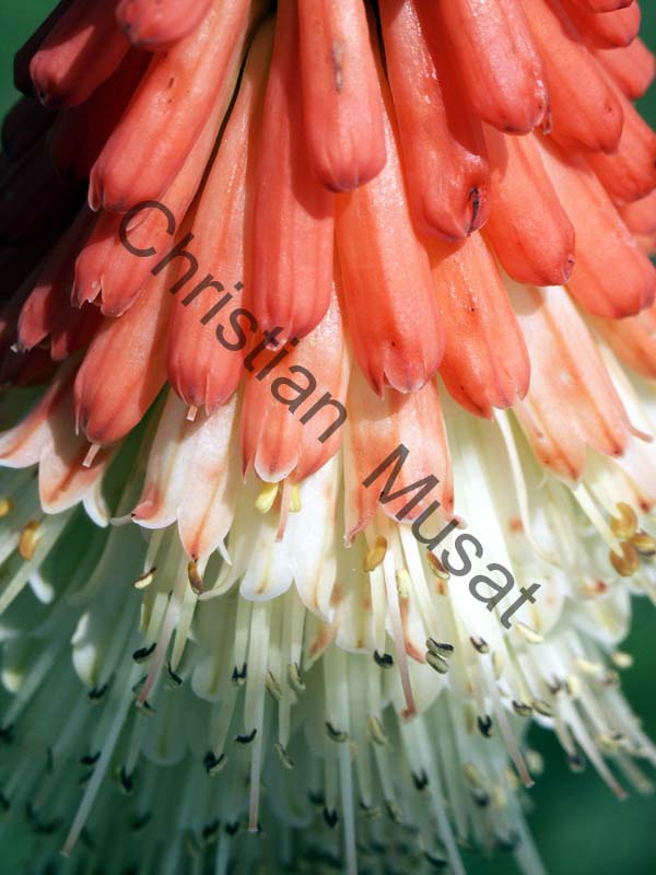 veltheimia 001