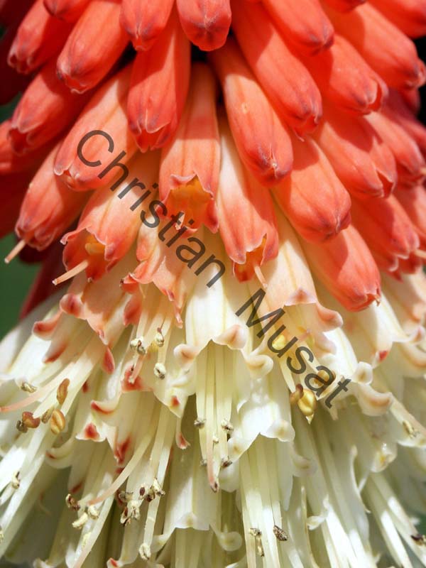 veltheimia 002