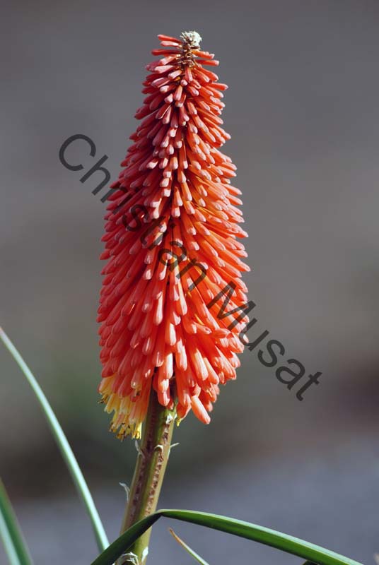 veltheimia 004