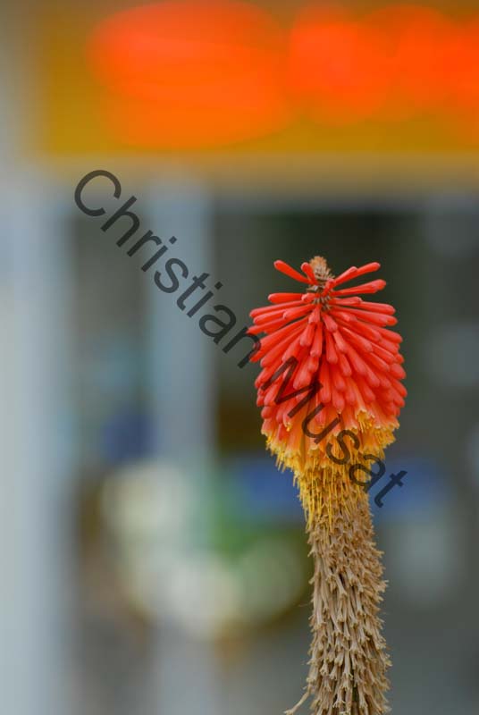 veltheimia 006
