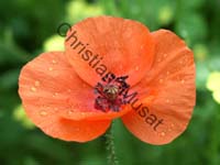 coquelicot 001