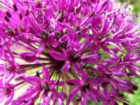 fleur 008