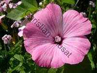 fleur 016