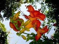 fleur 017
