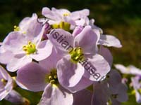 fleur 020