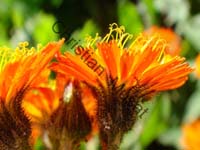 fleur 036