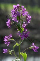 fleur magenta 002