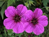 fleur magenta 004
