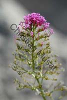 fleur magenta 006