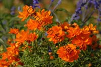 fleur orange 001
