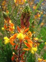 fleur orange 002