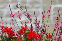 fleur rouge 001