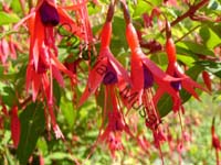 fuchsia 001