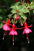 fuchsia 003