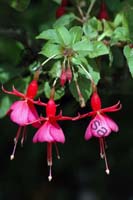 fuchsia 006