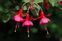 fuchsia 007