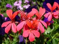 geranium 001